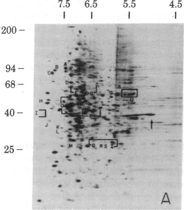https://cdn.ncbi.nlm.nih.gov/pmc/blobs/910f/346733/0fdf336d83d1/pnas00454-0129-a.jpg