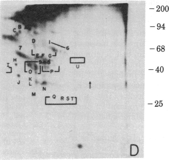 https://cdn.ncbi.nlm.nih.gov/pmc/blobs/910f/346733/19f5cc5b8385/pnas00454-0131-d.jpg