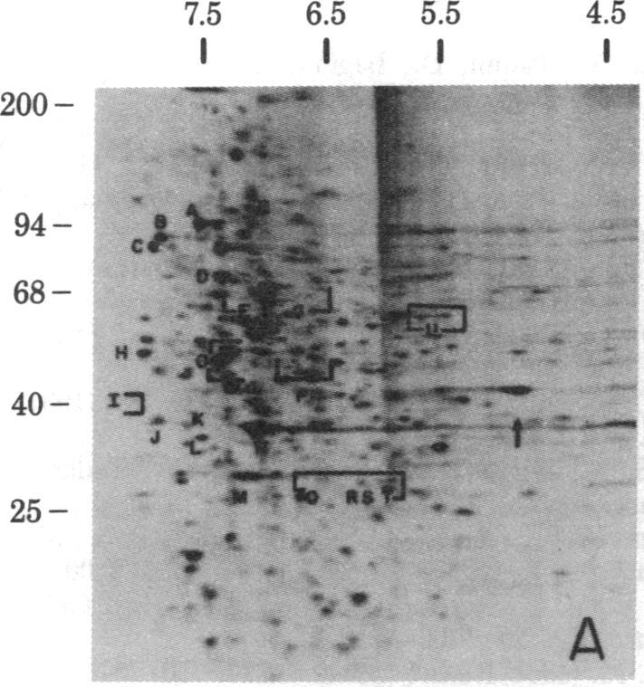 https://cdn.ncbi.nlm.nih.gov/pmc/blobs/910f/346733/c4c51b64e023/pnas00454-0131-b.jpg