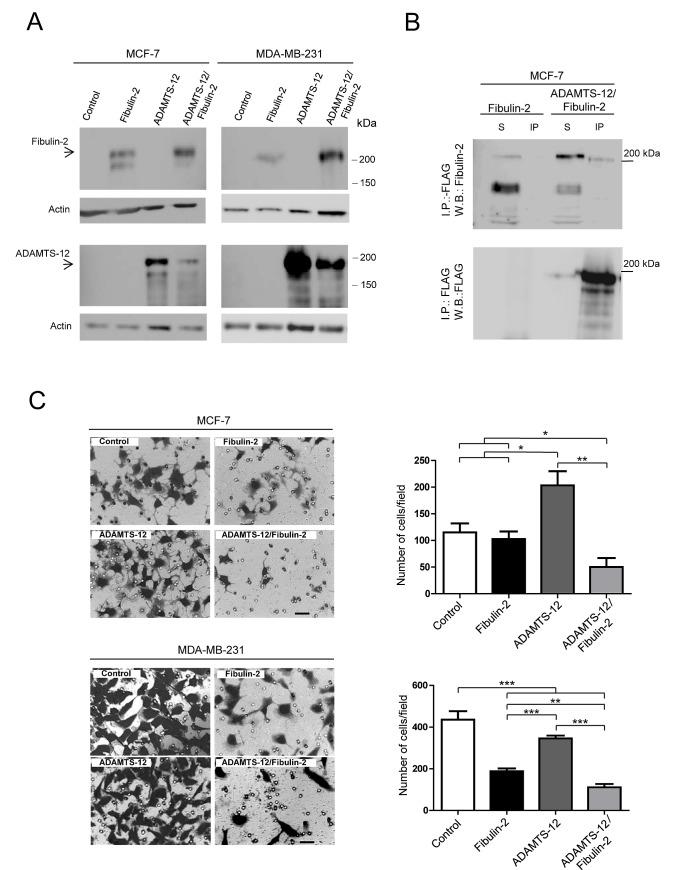 https://cdn.ncbi.nlm.nih.gov/pmc/blobs/9110/4012729/6dad8378e4f6/oncotarget-05-1253-g002.jpg