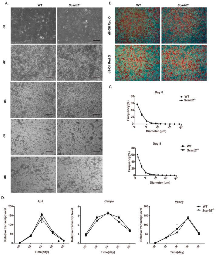 https://cdn.ncbi.nlm.nih.gov/pmc/blobs/9111/9368982/03630ab580fa/ijms-23-08634-g004.jpg
