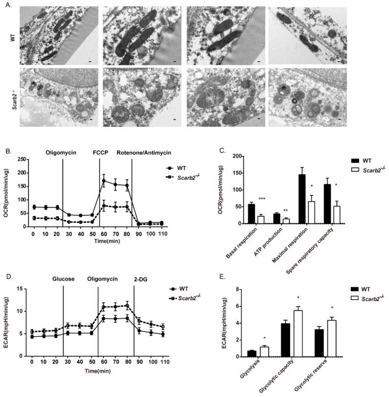 https://cdn.ncbi.nlm.nih.gov/pmc/blobs/9111/9368982/b1847bda9c91/ijms-23-08634-g005.jpg