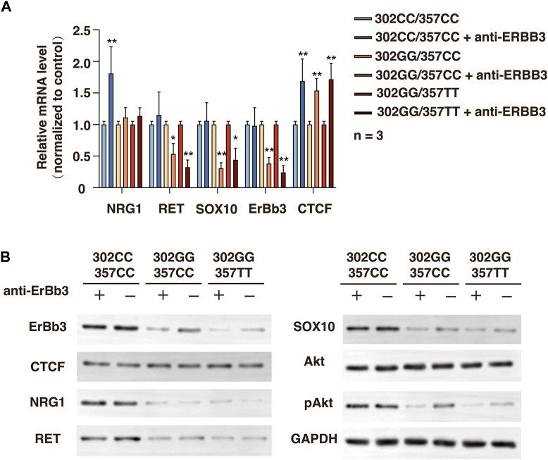 https://cdn.ncbi.nlm.nih.gov/pmc/blobs/9118/10361661/849b38190c82/fcell-11-1184799-g006.jpg