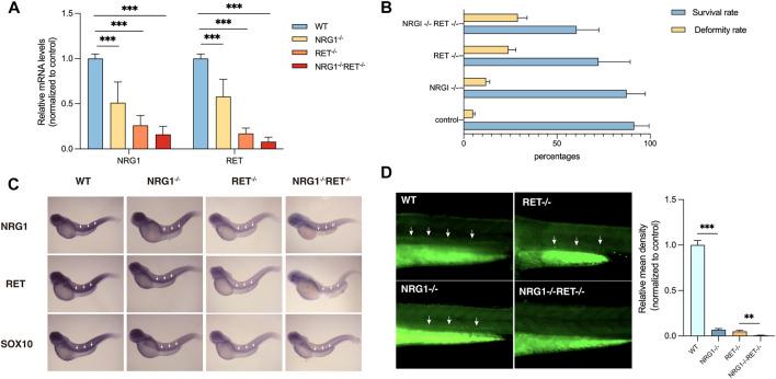 https://cdn.ncbi.nlm.nih.gov/pmc/blobs/9118/10361661/ba142f1a38a0/fcell-11-1184799-g003.jpg