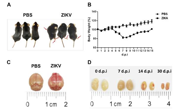 https://cdn.ncbi.nlm.nih.gov/pmc/blobs/911b/6235543/52805b368cb2/jove-140-58110-0.jpg