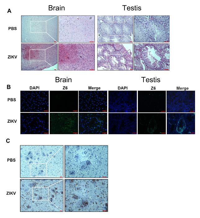 https://cdn.ncbi.nlm.nih.gov/pmc/blobs/911b/6235543/7ab1b738086c/jove-140-58110-1.jpg