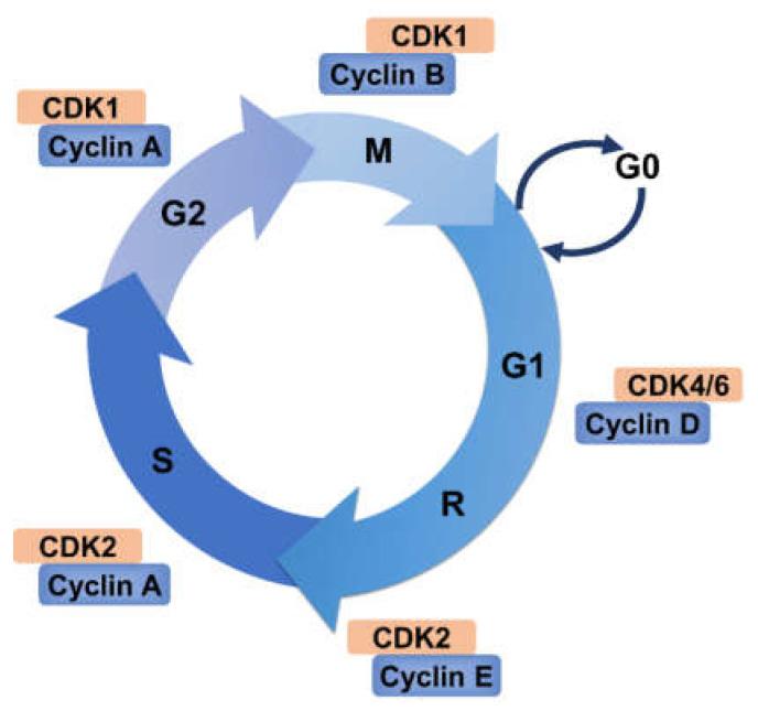 https://cdn.ncbi.nlm.nih.gov/pmc/blobs/911d/8198665/8ae377b10790/ijms-22-05754-g001.jpg