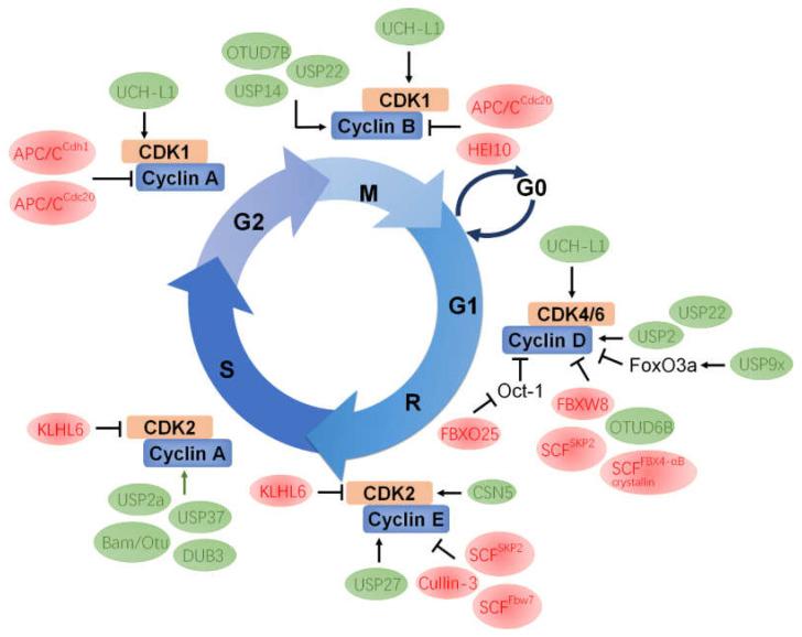 https://cdn.ncbi.nlm.nih.gov/pmc/blobs/911d/8198665/e3d4876076c1/ijms-22-05754-g003.jpg