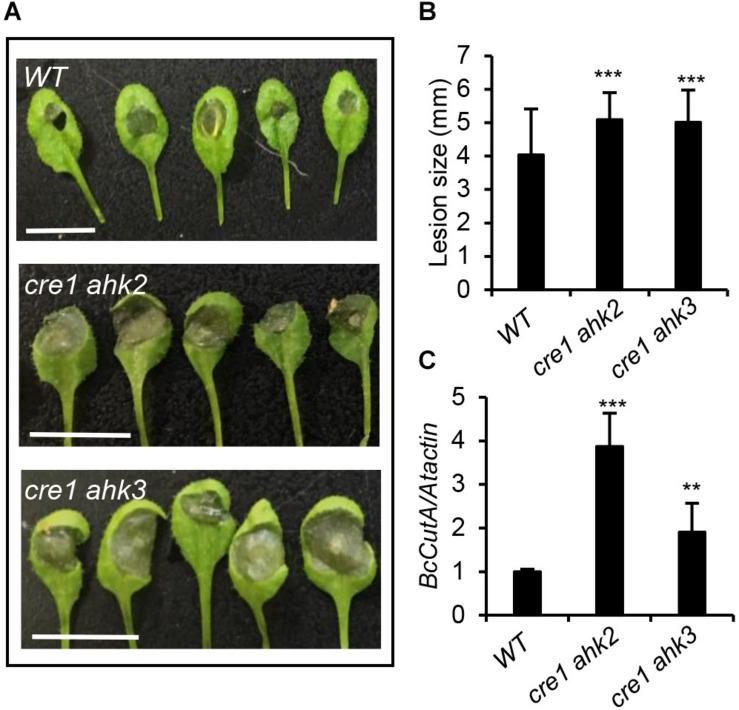 https://cdn.ncbi.nlm.nih.gov/pmc/blobs/911e/7902887/0472d5bb46b3/fpls-12-584042-g004.jpg