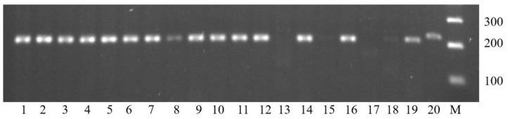 https://cdn.ncbi.nlm.nih.gov/pmc/blobs/911f/10051305/7306e26ad983/plants-12-01205-g001.jpg