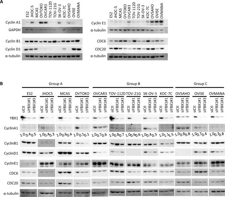 https://cdn.ncbi.nlm.nih.gov/pmc/blobs/911f/11408696/56fdba52881d/41598_2024_72174_Fig4_HTML.jpg