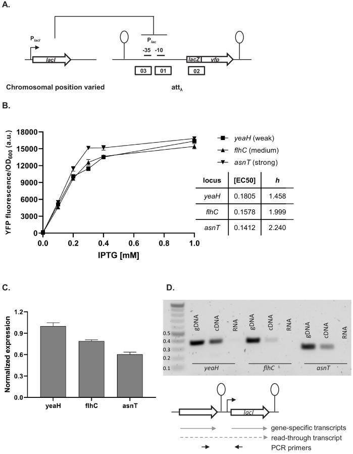 https://cdn.ncbi.nlm.nih.gov/pmc/blobs/911f/7968929/3fc736895cd4/elife-65993-fig6.jpg