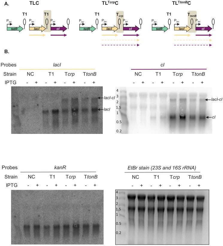https://cdn.ncbi.nlm.nih.gov/pmc/blobs/911f/7968929/6af9ba875a63/elife-65993-fig5-figsupp1.jpg