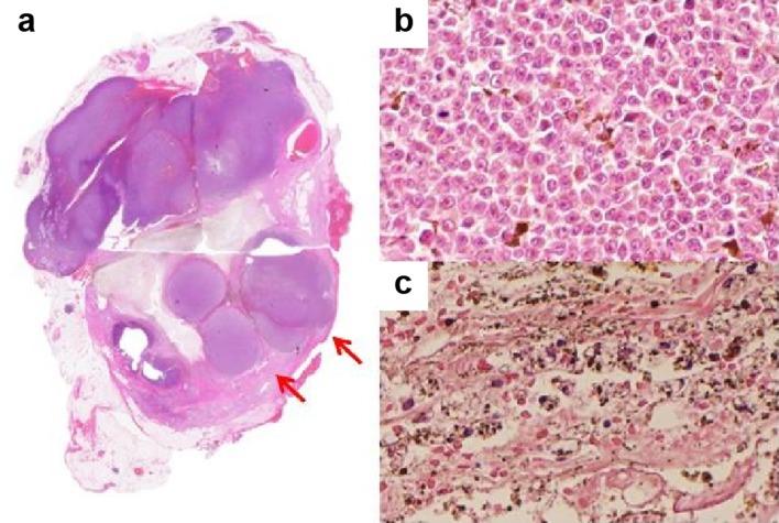 https://cdn.ncbi.nlm.nih.gov/pmc/blobs/9120/6885028/36636ff53cf9/12328_2019_996_Fig7_HTML.jpg
