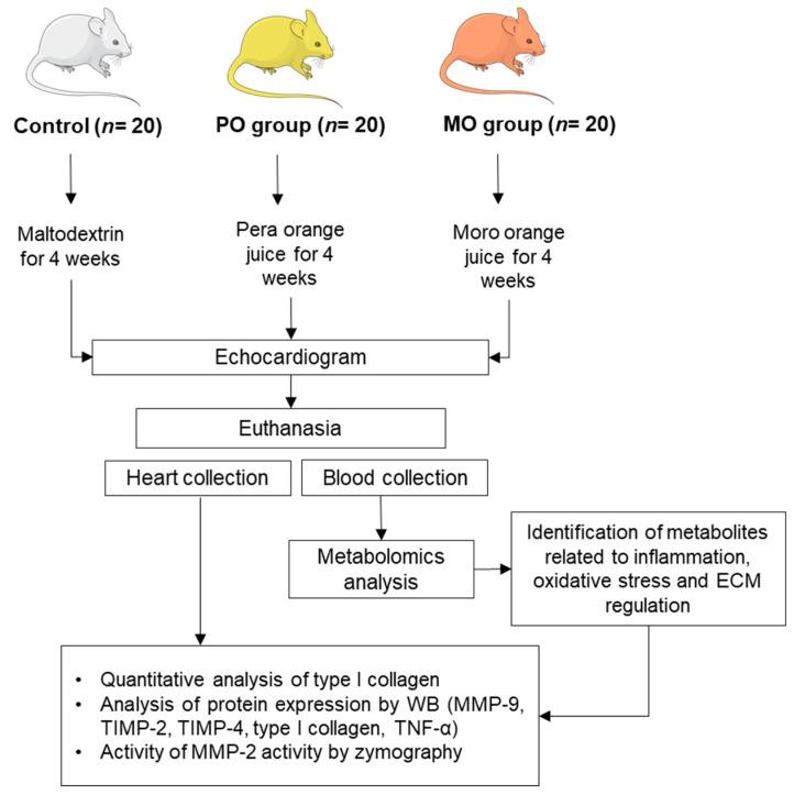 https://cdn.ncbi.nlm.nih.gov/pmc/blobs/9121/10456557/8b2746633422/metabolites-13-00902-g001.jpg