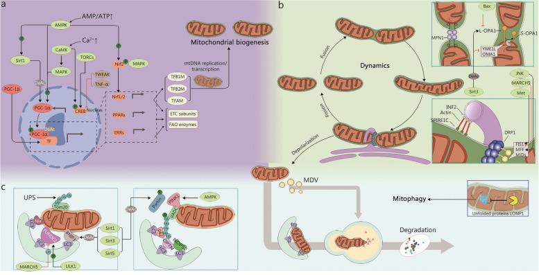 https://cdn.ncbi.nlm.nih.gov/pmc/blobs/9122/11134732/19f5d8ae9d39/40779_2024_536_Fig1_HTML.jpg