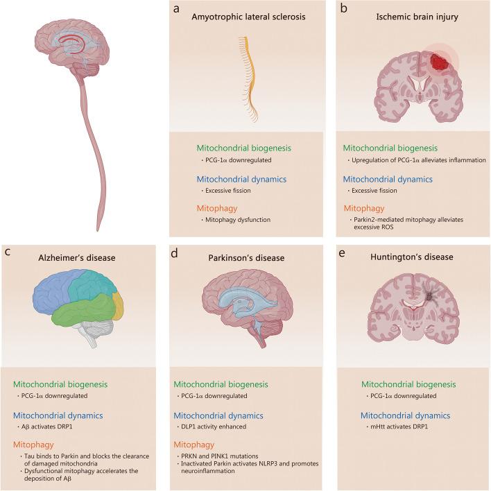 https://cdn.ncbi.nlm.nih.gov/pmc/blobs/9122/11134732/1cb996e1202e/40779_2024_536_Fig5_HTML.jpg