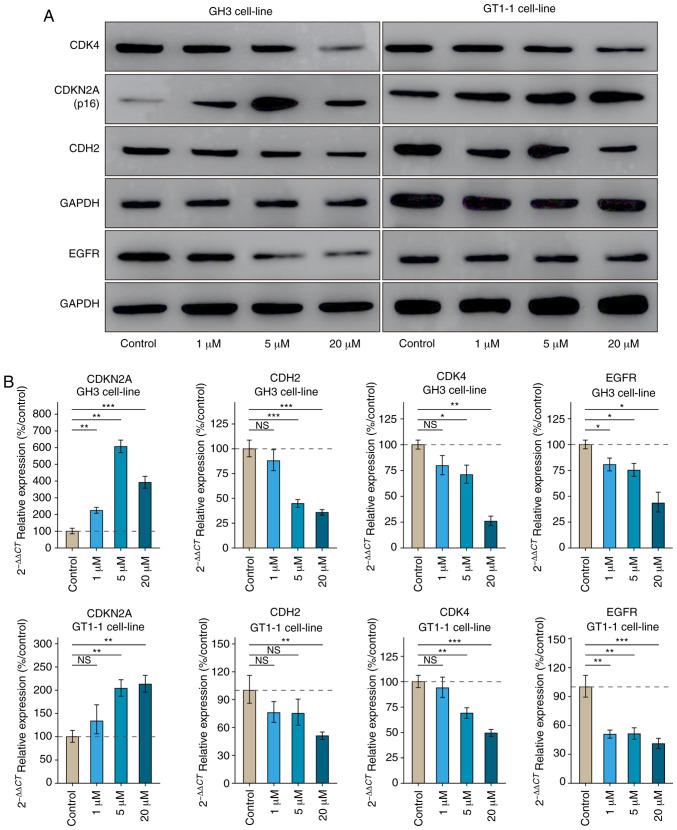 https://cdn.ncbi.nlm.nih.gov/pmc/blobs/9122/7797444/a4cdb21b421d/IJMM-47-02-0500-g04.jpg