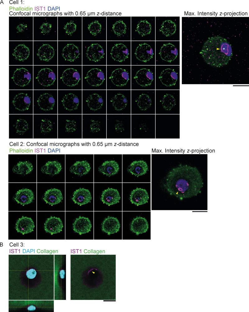 https://cdn.ncbi.nlm.nih.gov/pmc/blobs/9123/10200693/10e2ff7453a1/JCB_202205130_Fig2.jpg