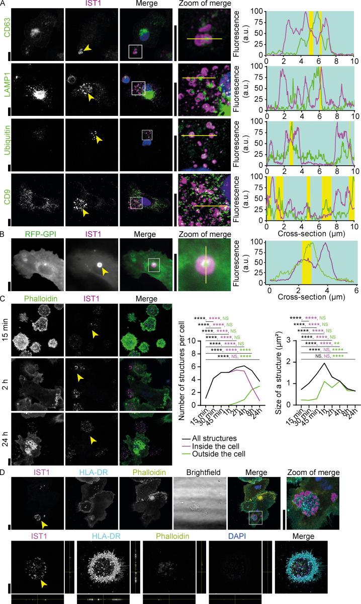 https://cdn.ncbi.nlm.nih.gov/pmc/blobs/9123/10200693/69801bd365f0/JCB_202205130_Fig6.jpg