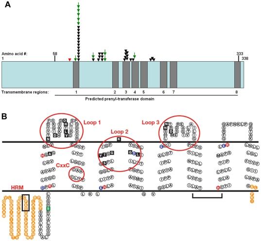 https://cdn.ncbi.nlm.nih.gov/pmc/blobs/9125/2874009/3dd873d18f52/pone.0010760.g003.jpg