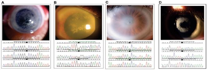 https://cdn.ncbi.nlm.nih.gov/pmc/blobs/9125/2874009/ec346bcde089/pone.0010760.g001.jpg