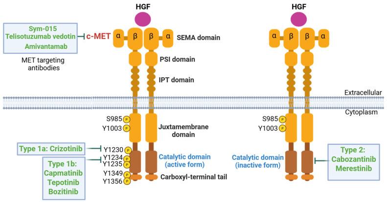 https://cdn.ncbi.nlm.nih.gov/pmc/blobs/9128/12070916/a02f263fba8a/cancers-17-01493-g005.jpg