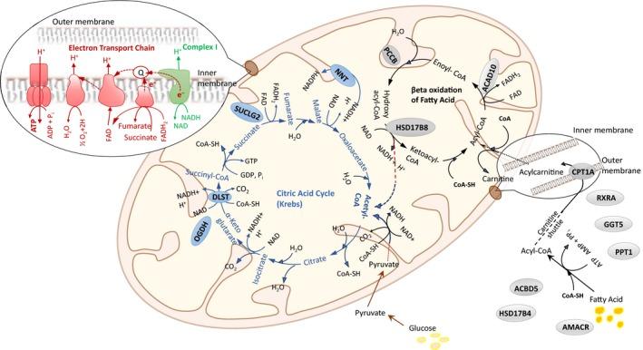 https://cdn.ncbi.nlm.nih.gov/pmc/blobs/912e/7189997/a6d03424129e/ACEL-19-e13124-g003.jpg