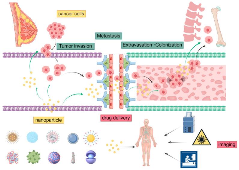 https://cdn.ncbi.nlm.nih.gov/pmc/blobs/9132/11676679/e08e7329b492/pharmaceutics-16-01491-g002.jpg