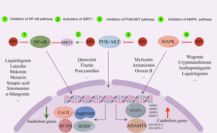 https://cdn.ncbi.nlm.nih.gov/pmc/blobs/9133/10870578/341d5699882b/13020_2024_899_Fig3_HTML.jpg