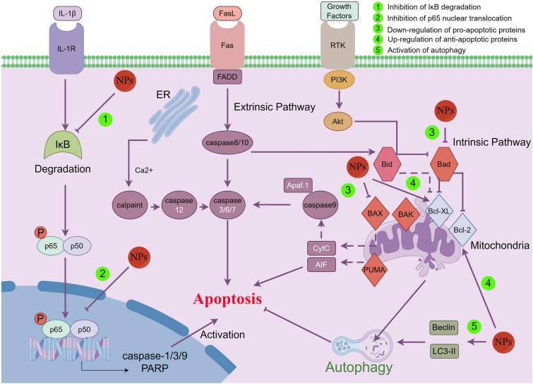 https://cdn.ncbi.nlm.nih.gov/pmc/blobs/9133/10870578/3dace30c8322/13020_2024_899_Fig4_HTML.jpg