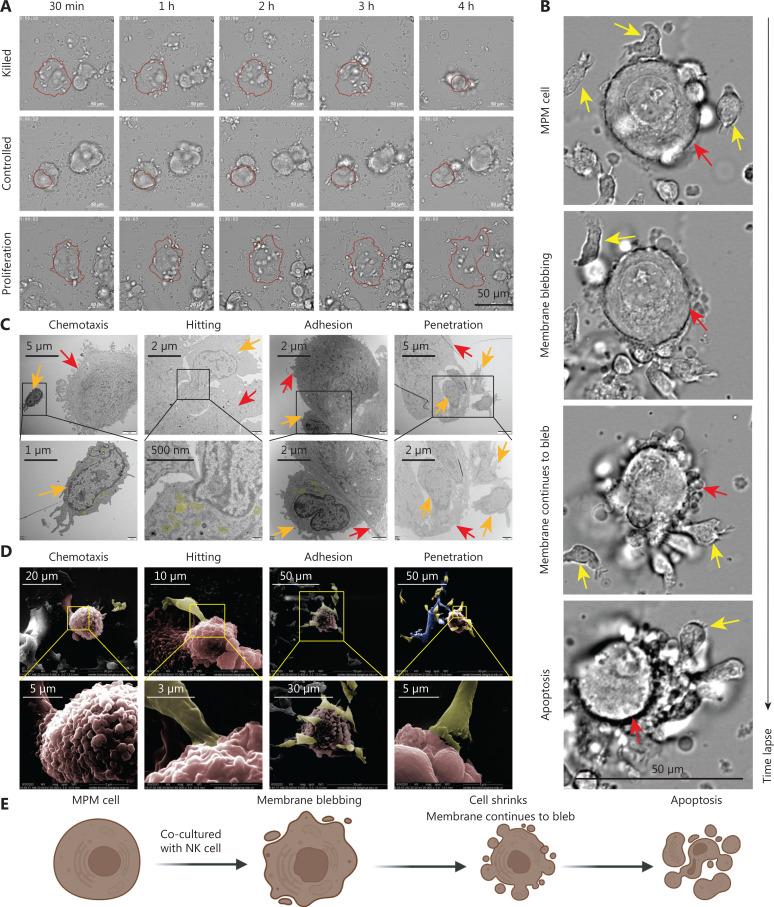 https://cdn.ncbi.nlm.nih.gov/pmc/blobs/9136/11667781/20862e8de5c3/cbm-21-1078-g002.jpg