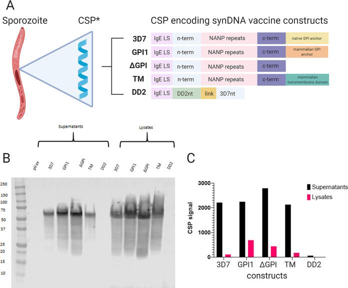 https://cdn.ncbi.nlm.nih.gov/pmc/blobs/9138/8445182/6dd8b82c555c/iai.00728-20-f001.jpg
