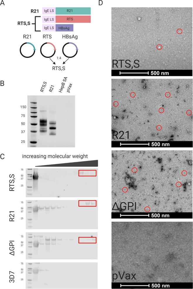 https://cdn.ncbi.nlm.nih.gov/pmc/blobs/9138/8445182/96d6805d3bb0/iai.00728-20-f003.jpg