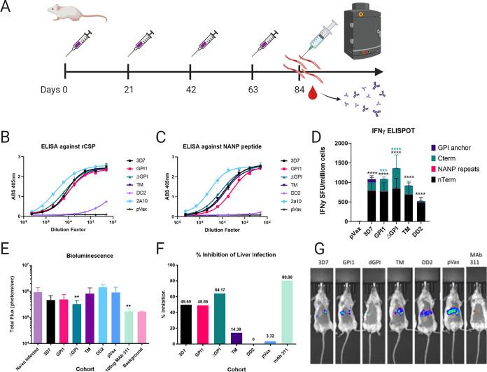 https://cdn.ncbi.nlm.nih.gov/pmc/blobs/9138/8445182/97151d36e14a/iai.00728-20-f002.jpg