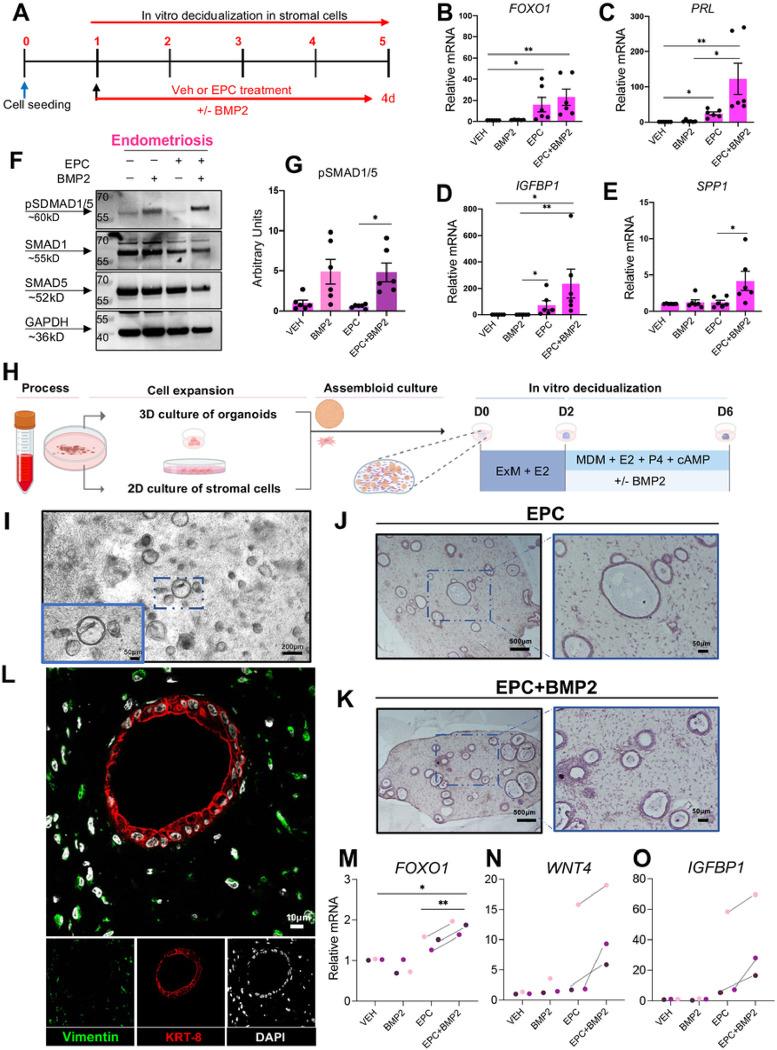 https://cdn.ncbi.nlm.nih.gov/pmc/blobs/9139/10659538/e39e3bf8c72c/nihpp-rs3471243v1-f0006.jpg
