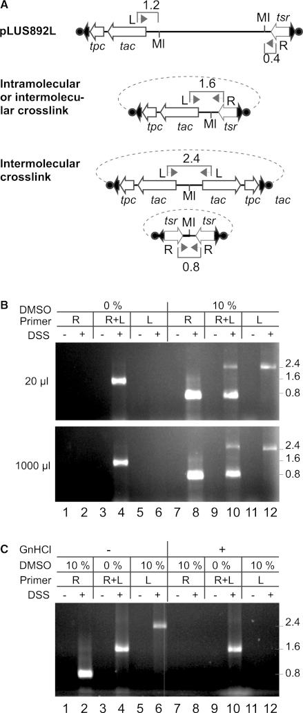 https://cdn.ncbi.nlm.nih.gov/pmc/blobs/9141/3064793/e91a99aba2b0/gkq1204f3.jpg