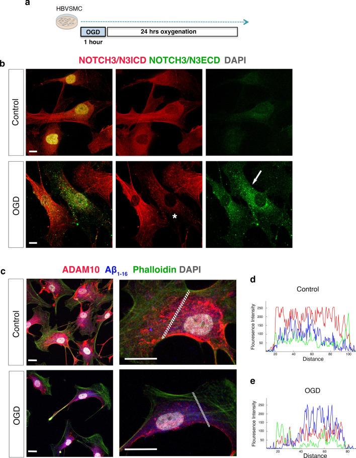 https://cdn.ncbi.nlm.nih.gov/pmc/blobs/9144/11754316/aaa238fd2519/401_2025_2848_Fig7_HTML.jpg
