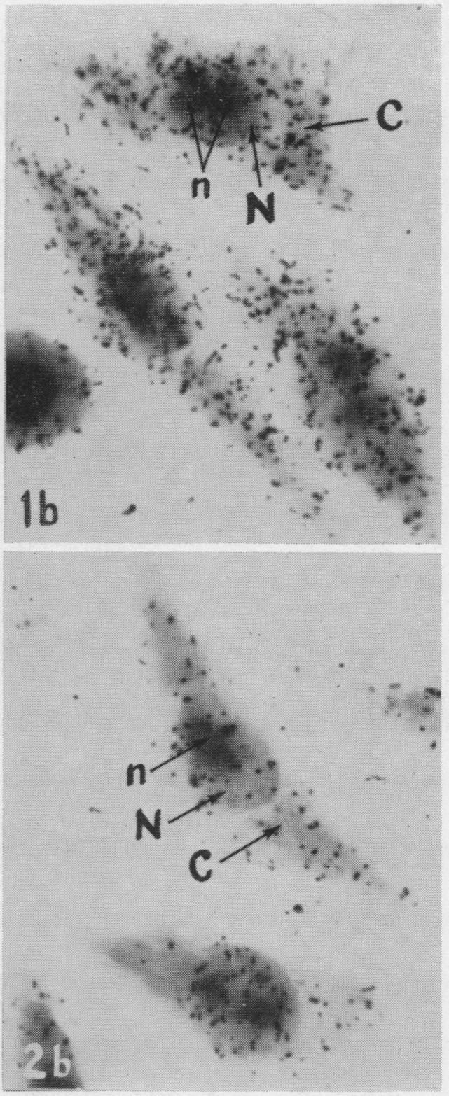 https://cdn.ncbi.nlm.nih.gov/pmc/blobs/9144/221141/29189ae940af/pnas00235-0191-b.jpg