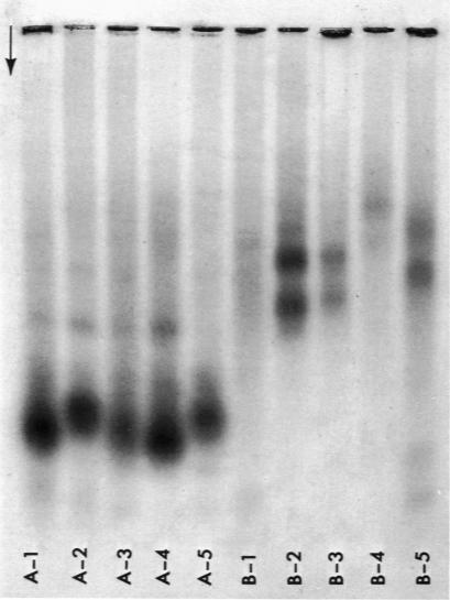 https://cdn.ncbi.nlm.nih.gov/pmc/blobs/9147/2047520/e7cfc0016a2b/amjpathol00404-0253-a.jpg