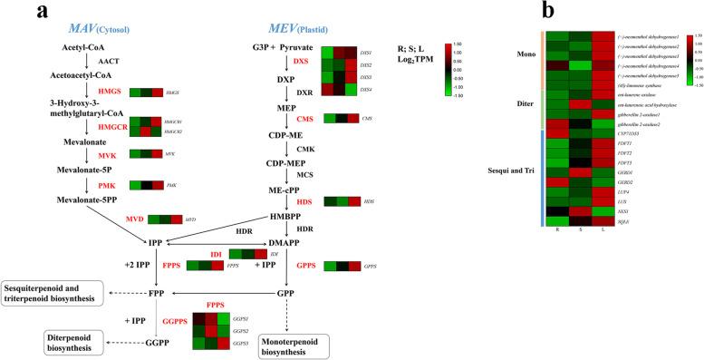 https://cdn.ncbi.nlm.nih.gov/pmc/blobs/9147/8214284/1ea3334e087d/12870_2021_3069_Fig3_HTML.jpg