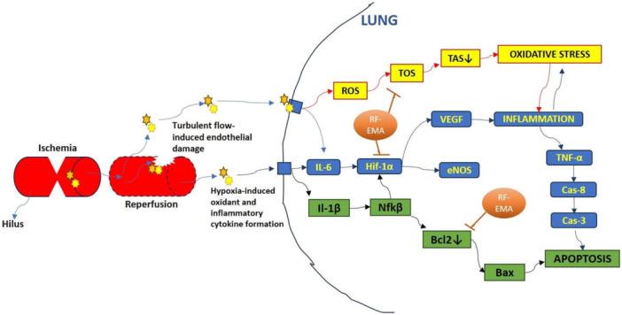 https://cdn.ncbi.nlm.nih.gov/pmc/blobs/9149/12133609/2e4eddd00406/PUL2-15-e70051-g001.jpg
