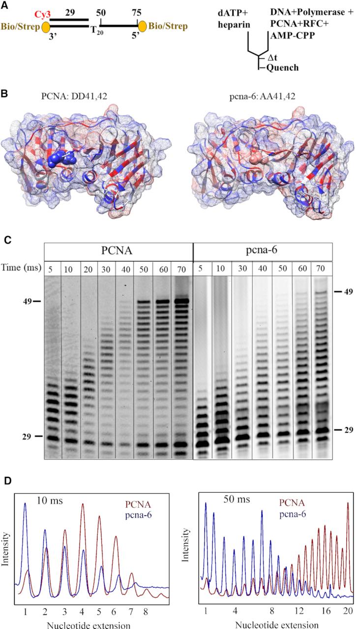https://cdn.ncbi.nlm.nih.gov/pmc/blobs/914a/6393303/7538b3de9565/gky1321fig4.jpg
