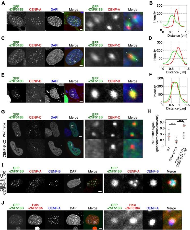 https://cdn.ncbi.nlm.nih.gov/pmc/blobs/914e/11754734/55d5dc9f7a0f/gkae1162fig1.jpg