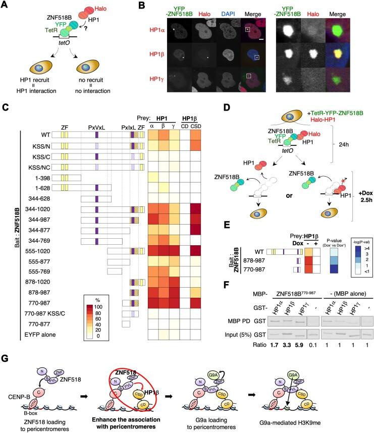 https://cdn.ncbi.nlm.nih.gov/pmc/blobs/914e/11754734/80e5e392fa8e/gkae1162fig3.jpg
