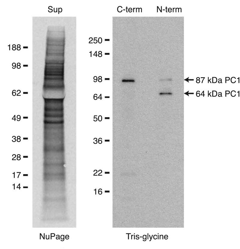 https://cdn.ncbi.nlm.nih.gov/pmc/blobs/914e/3799554/015211be90b8/f1000research-1-110-g0001.jpg