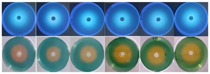 https://cdn.ncbi.nlm.nih.gov/pmc/blobs/9150/11047651/56847cf433ca/antibiotics-13-00347-g005.jpg