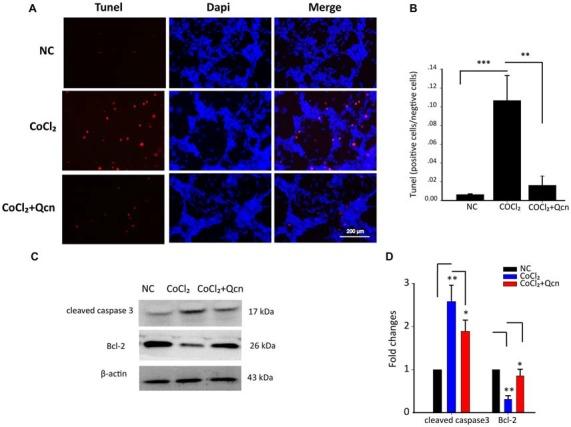 https://cdn.ncbi.nlm.nih.gov/pmc/blobs/9155/5594060/d4bbec49bd2f/fnmol-10-00285-g0007.jpg