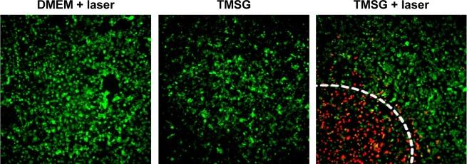 https://cdn.ncbi.nlm.nih.gov/pmc/blobs/9157/4524460/cb30a50667ef/ijn-10-4747Fig11.jpg