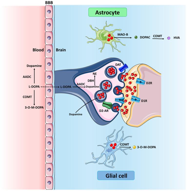 https://cdn.ncbi.nlm.nih.gov/pmc/blobs/9159/11641839/2e7c353e2d5a/jcm-13-07458-g001.jpg